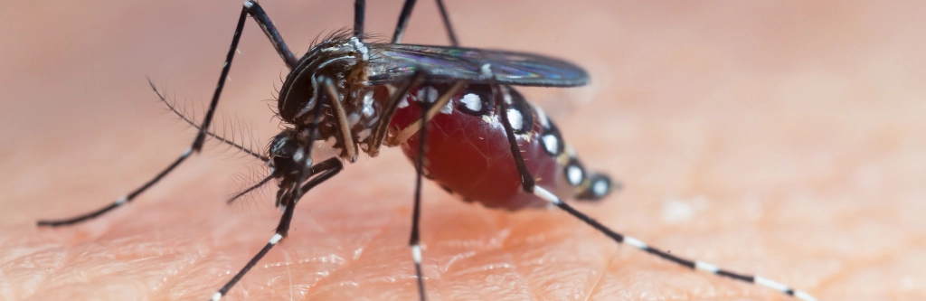 microbiologist in chennai, Malaria