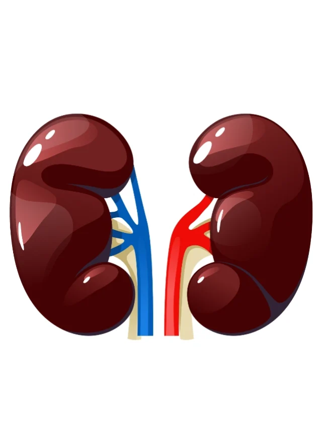 The Role Of Nutrition In Kidney Health